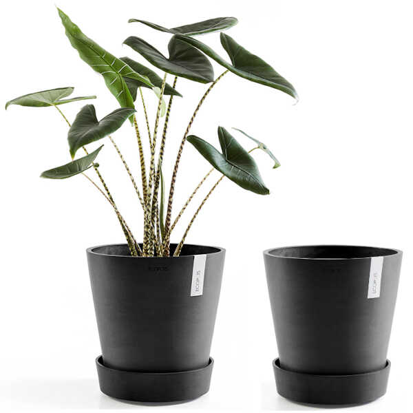 Ecopots Saucer Wheels Round 40 Dark Grey & Planted Pot